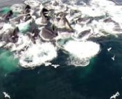 Large Group of Humpback Whales Feeding in the Pristine Waters of Alaska. Aerial Drone Footage fromSeagulls Point of View. Checkout our other videos on YouTube. nhttps://www.youtube.com/user/AkxPronnHope you Enjoy.nn#traveltoalaskan#enjoynature