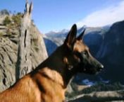 ADVANCED CANINE SYSTEMS | THE JOURNEY from belgian malinois