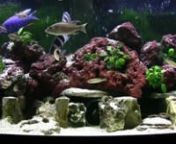 Hello.This is my Cichlid Tank.nI recorded it with a Canon HV20(no WDH43 yet).nHDV 1080i 16:9 aspectnMSP8 to add title and audio track.n&#39;Super&#39; to encode the clip to H.264nnIn the tank are:n4 F1 Cyphotilapia gibberosa &#39;Bismark&#39;nn3 WC Altolamprologus calvus &#39;Zambian Black Calvus&#39;n&amp; 8 of their offspring.nn16 F1 Cyprichromis leptosoma &#39;Utinta&#39;nn2 Sciaenochromis fryeri &#39;Electric Blue&#39;nThese two are Malawi cichlids and don&#39;t belong in a Tanganyikan setup but there you go.