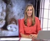 Noticia emitida el sábado 16 de Agosto en el informativo noche de Noticias Cuatro donde hablan de la investigación de Igualdad Animal en granjas de cerdos alemanas con