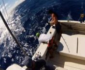 A couple of great days worth of trolling for Yellowfin Tuna and other Pelagic fish off the coast of Kauai in June of 2014. Captain- John Kutkowski, Crew- Ryan Rubio, Kyle Hepburn, Britt Sanders. Filmed with a GoPro Hero 3, and edited with the GoPro application. The fish on the video are Yellowfin Tuna (ahi), Wahoo (ono), and Dorado (mahi mahi). All three boats(Radon, Bertram, Glasspro) are owned and operated by John and Bob Kutkowski of Napali Sea Breeze tours, and Anini Fishing Charters and T