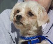 Hello! My name is Tootsie, cute huh!nnWell, I&#39;m probably one of the cutest pups on here! I&#39;m a white and blond, 2 yo Maltese mixed with maybe shiz tuz. I&#39;ve got an adorable under bite. I used to have a home but somehow I ended up wandering around Missouri. But when nobody came looking for me, some great people sent me up here to NE to find a new home.nnI love to cuddle and play. Sometimes when I&#39;m very excited I give out deep barks, but don&#39;t worry, I&#39;m not at all ferocious! I like to have my tu