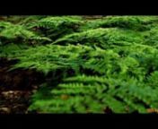 Short trailer See ful movie at:nhttps://vimeo.com/67294628nnExploring the forest with my new Handheld steadicam for panasonic gh2, gh3 and sony nex 5, nex 7.Control of pan and tilt in handheld modus, or via second controller with live downlink. With Live screen to see what you are recording. Much like freefly movi but cheaper and for smaller camera&#39;s. All shots are straight from te camera except for some grading, no slowmotion or post stab used. This was the first real use test of this system an