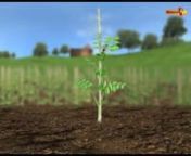 The Seed Germination Process (3D Animation) - Biology -- Extramarks from extramarks