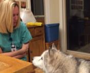 Kita is our 12yo malamute. We have a chat like this every morning during coffee.