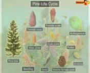 Learn about the concepts of Pine Life Cycle of biology subject with Extramarks, one of the leading online learning solution provider in India. Browse more for online videos, study material for all biology topics of class 11.Students can also practice class 11 biology sample papers online to score good marks in school board exams. For more information visit: http://www.extramarks.com/cbse-class-11/biology