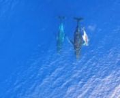 Filmed on the DJI Phantom 3 Professional, take a look and see what it&#39;s like to be on the water with the gentle giants of the sea in Tonga.nJoin us in 2016 on this trip of a lifetime! Details here: scubadiverlife.com/trip/tonga-humpback-whales-2016-vavau/