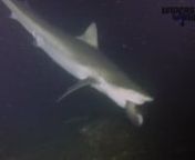 For several months now we’ve been seeing Galapagos sharks try but fail to hunt whitetips on our night dives at Cocos Island. This trip at Manuelita Coral Garden, we finally got to witness one SCORE! Luckily one of our dive guides, Mao Sanchez de la Hoz, captured it all on film.