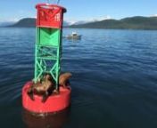 AK Mobbin Productions is pleased to present our first quadcopter video! Featuring all wild Alaskan Steller Sea Lions in Juneau waters.nnSong: Beach Boys - Sail On, SailornnTo use this video in a commercial player or in broadcasts, please email licensing@storyful.com