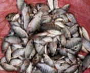 See More At:;:http://bangladeshtourisminfo.com/bangladeshi-fishnnnBangladeshi Fish are famous for world wide.All over the world Bangladeshi fish are exporting much.There are many kinds of fishes are various form different colors,names,sizes e.c.t. Bangladeshi fishbangladeshi fish is a popular in the world.Bangladesh is a riveraine country.There are lots of river,pond and lake here.Our fiver is full of abound in fish.Everyday when we take a meal fish items is almost common that the name is called