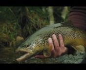 Hunt for a big brown trouts in stunning mountain river and crystal clear water. Tinny leaders, soft presentations of dry flies and epic fights on light weight gear.