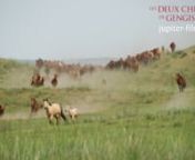 La quête d&#39;une chanson qu&#39;on croyait perdue, un ancien violon à tête de cheval détruit ainsi qu&#39;une promesse faite à sa grand-mère conduisent la chanteuse Urna à retourner sur la terre de ses ancêtres, la Mongolie.nnAprès les succès de L&#39;Histoire du Chameau qui pleure (250 000 entrées) et Le Chien jaune de Mongolie (240 000 entrées), la réalisatrice mongole nous revient avec un nouveau film, où l&#39;on retrouve toutes les émotions et les sensations qui imprégnaient déjà ses préc