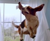 Client : WIND HellasnAgency : The Newtons LaboratorynProduction : Filmiki Productions, Pathy KatsoufinDirector : Fernando LivschitznDOP : Simon SarketzisnPostproduction : FaustnnDo the dogs fly? Well.. with our help they do! The recipe is fairly simple : make one basset hound smile and put CG body to his head. In 5 days time...That&#39;s it, he flies, still smiling!nnEnjoy our new Wind commercial, while we are continue doing crazy things in impossible timings.nnmaking of : https://www.youtube.com/wa