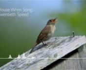 We hear birds singing and probably never stop to think about what the song means, or even if it has any meaning. Well, it&#39;s never to late to learn something new! Here is a crazy look at how one might interpret the song of a house wren. The wren song is way too fast for a mere human to hear all the words, so I