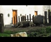 Black rhinoceroses have returned to Rotterdam Zoo. They are kept in the revamped pachyderm wing of the Rivierahal, one of the historic and original buildings designed by architect Sybold van Ravensteyn. This footage of a black rhino taking a mud bath was shot about a year after the grand opening on 14 September 2013.