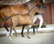 HOPA Elite Dressage Foal Online Auction - PASO DOBLE EG