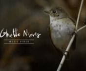 Watch the VFX breakdown of this video here: https://vimeo.com/132399424nnWhen left alone, birds have an uncanny ability to break into dance. This video is a study of their moves and an attempt to interpret what they could mean.nnDirected by: Shreyas Beltangdy &amp; Vijesh RajannCinematography: Swapnil SonawanenEdited by: Shreyas BeltandgynVFX &amp; Motion Graphics: Vijesh RajannTypography: Pranita KocharekarnAssociate VFX Artist: Aditya TawdenMusic: