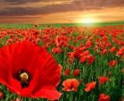 Que Faire performs Flanders FieldnPoem by John McCreanMusic by Paul BoruffnVideo by Nan WebernnPhoto credits:nThe stormy onen(image by Wazimu0 via flickr)nnhttps://www.southportyachtclub.com.au/lest-we-forget/nnhttp://www.utnrotcalum.org/alumni/FlandersFieldsStory.htmnnThe Great War seen from the air in Flanders Fields, 1914-1918 / Birger Stichelbaut, Piet ChielensnnTown of YpresnThe Tangier archive : the Great War photographs of Captain Givord / edited by Carlos TraspadernenLandscapenPoppies fo