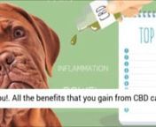 https://ordercbdproducts.com tThe endocannabinoid system has been found in all vertebrates. It’s been shown that CBD interacts in similar ways with your pet as it does with you!. All the benefits that you gain from CBD can also be experienced by your furry family member. Studies show that cannabinoids have anti-inflammatory effects. and can help with a variety of ailments such as:. allergies,. loss of appetite,. arthritis,. joint pain,. chronic pain,. digestive issues,. fatty tumors,. glaucoma