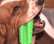 Hundene kan selv pusse tennene uten skremmende og ukomfortable tannbørster&#39;