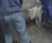 Een medewerker van Animal Rights werkte in het voorjaar van 2018 undercover in het hart van de varkensindustrie van Gelderland en Noord-Brabant. Op de undercoverbeelden is te zien hoe zieke en gewonde biggen aan hun lot worden overgelaten, of het uitkrijsen bij injecties en bij het onverdoofd afsnijden van hun staartjes.