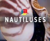 This is a nautilus story: A chambered nautilus never forgets. Nature’s math equation. And finding Captain Nemo…nn[00:10] Act. 1 - Floating in the ocean for over 500 million years, nautiluses have survived five mass extinctions thanks in large part to a big and complex brain that smells and feels better than it can see. That&#39;s why Dr. Jennifer Basil, an evolutionary biologist at Brooklyn College, has rethought how humans perceive intelligence. Because with the nautilus, looks can be deceiving