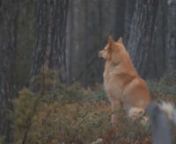 In English below!nnTrädskällarjakt eller jakt med skällande fågelhund är en fantastisk jaktform för ensamjägaren som uppskattar skogsfågel och vidsträckta skogar – och vem gör inte det? I den här filmen jagar vi tjäder med den finska spetshanen Häggingåsens Rapp. Jakterna har skett under både tidig och sen höst i norrbottniska fjällskogar.nHuvudfilmen är ungefär en och en halv timme lång. I den serverar vi samarbete med en pigg hund i storslagna skogar, ansmygningar med bå