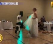 Brides get so creative with their reception dances, but this one is dogone cute! A bride choreographed an entire routine with her collie named Hero. The bride is Sara Carson Devine. She appeared on America’s Got Talent with her dog. Her husband encouraged her to perform with her dog at the wedding reception.nnSource: https://www.sunnyskyz.com/happy-videos/8326/Bride-Has-First-Dance-With-Her-039-Best-Dog-039-