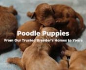 Poodle Puppies for Sale from poodle