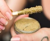 Rare, exclusive and expensive, kief is the caviar of the cannabis world. It is not simply Moroccan hashish, as many people think, but rather it is the name for the resinous crystals that protect the cannabis plant against pests. Insects do not like aromatic terpenes and cannabinoids. But we humans do! Read everything there is to know about kief here: https://sensiseeds.com/en/blog/everything-you-need-to-know-about-kief/