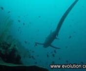 6 august 2018, Enjoy seeing this sharks with us at Evolutionnnwww.evolution.com.ph