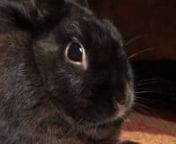 King Ripley is the best bunny ever, and here is a little video to show you why.
