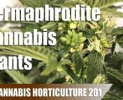 A quick guide on hermaphrodite cannabis plants - what they are and how they work.nnWant to support the channel and get early access to all our videos? Join our Patreon at: https://www.patreon.com/weedinapotnFor a complete list and explanation of the products I used for my grows go to http://www.weedinapot.com/supplies
