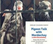 Pigeon Documentary with Host and Documentarian Mordechay visiting nSHADY HILL PETSHOPn15642 County Line Road,Spring Hill, FL 34610nnStore Phone Number: 727-856-1300ne-mail: familydist@aol.comnCell: 718-840-9237nBUYING AND SELLING BIRDSnGot pigeon to sell or need to buy birds?We are buying pigeons and selling all sorts of birds.Pigeon, chickens, parrots, parakeets, canaries, and ducks we sell all sorts.Got fancy pigeons of all sorts and homers and white pigeons, and etc.Call ahead to ch