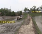 In Bangladesh&#39;s polder regions, embankments are key to flood protection and as roads.nGrowing grass along the sides is an effective way to strengthen the structural integrity of the polders.nnMore info: http://www.bluegoldbd.org/ nProduced by: MetaMeta and Blue GoldnYear: 2017nLanguage: Bangla and EnglishnRegion: Bangladesh, South Asia