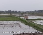 In Bangldesh&#39;s polder areas, drainage is a key issue, exacerbated at times by roads criss-crossing the polders that block khals (tidal canals).nImproving drainage frees up more land that can be cultivated, or can be used to grow second and third crops in course of a year.nIn Bangladesh&#39;s Polder 26, it is estimated that improving drainage over 60% of the land can lead to an increase crop output worth over 1 million Euros.nnMore info: http://www.bluegoldbd.org/ nProduced by: MetaMeta and Blue Gold
