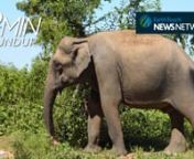 Dozens of elephants sold illegally to Chinese zoos, experts weigh in on an alleged thylacine sighting, a monkey rediscovered in Brazil after 80 years and signs of Alzheimer&#39;s detected in chimp brains for the first time. These stories and more in this week’s recap of nature news!nnEarth Touch News Network nhttp://www.earthtouchnews.comnnEarth Touch on YouTubenu2028goo.gl/V9T5k1nnNEWS SOURCESnnILLEGAL ELEPHANT SALES nhttps://goo.gl/dXNpAznnDEER CAPTUREnhttps://goo.gl/xkLu3JnnCHANTEK DEAD AT 39nh