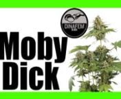 Moby Dick Dinafem son semillas feminizadas de marihuana obtenidas a partir del cruce entre una Haze y la White Widow.nnCaracteristicas Moby Dickn- Es una variedad de cannabis mayoritariamente sátiva, crece con un vigor increíble y tiene una enorme producción de cogollos que acaban escarchados de resina.nn- Las semillas Moby Dick Dinafem están especialmente indicadas para productores comerciales o para cultivadores que quieran maximizar su rendimiento con una marihuana sabrosa y potente.nn- S