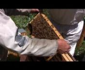 A Teaser Video for the DVD: Basic Beekeeping from www.WorldOfBeekeeping.com.nnWhat to look for in a basic bee hive inspection.