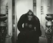 Wild animal trainer CLYDE BEATTY made two popular jungle serials, each with GORILLAS, or more appropriately with the Gorilla Suits that we celebrate this coming Tuesday. First up is a trailer for the 1936 Republic serial DARKEST AFRICA, in which Beatty is aided by a most friendly gorilla BONGA. Cowboy and action star Ray