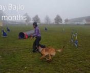 Ajay Bajlo agility 16 months from bajlo