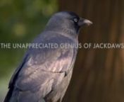 Because of their success in adapting to urban landscapes, it is understandable why jackdaws may go unnoticed. But it is worth looking a little closer. These brainy birds exemplify some of the traits that humans value most: intelligence, ingenuity, and loyalty.nnA film by Matthew SpivacknMusic: Convergence by Igor Dvorkin, Duncan Pittock, and Ellie KiddnThanks to Piers Gibbon for letting me use his sound studio to record the voice over. nnThe Dodo version: https://www.thedodo.com/deer-bird-friend