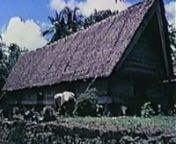 A documentary of the Ken Read family on a sabbatical year in the Palau Islands (500 miles east of the Philippines), 1970-1971. We swam with oceanic sharks (Rick rode shotgun with the powerhead) and dog-toothed tuna, dove on WWII wrecks and dropoffs, talked conservation (40 years ago!) with Ken Brower (son of David Brower, founder of Friends of the Earth) and spent three idyllic weeks on a Kayangel, a remote atoll with no telephone, power or running water.nnA film by Victoria and Stirlin Harris,