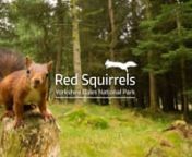 samoakesfilms.co.uk nnThe red squirrel is the UK&#39;s only native squirrel, a small and dainty mammal know for its tufty winter coat and excitable nature. These red squirrels are under huge pressure however, following the introduction of an American grey squirrel species in the 1870s these native reds have been pushed to the fringes of the UK. Whilst still abundant in Scotland the red squirrel is in dire straits within England, as few as 20,000 may be left south of the border. Northern England repr