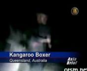 Australian animal welfare authorities launched a nationwide hunt today for a man filmed punching and kicking a kangaroo unconscious.nSTORY: nThe video, which shows the man using kickboxing-style attacks on the kangaroo as his friend laughs while filming, was sent to the RSPCA (Royal Society for the Prevention of Cruelty to Animals) in Western Australia State.nnnIn one scene the man pulls the kangaroo towards him and uses his knee to hit the animal&#39;s chest and the man punches the kangaroo&#39;s face