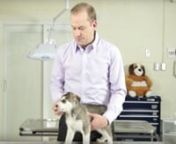 Dr. Greenway discusses how to stop a puppy from biting. In this video we discuss littermates, yelping, teeth, appropriate toys, fingers and behavior.nn====================nnRELATED CONTENTnnPet Care Video(s):nnVet Tutorial &#124; General Tips and Advice for New Puppy Owners nhttps://www.youtube.com/watch?v=1ZwF59sfeOcnnVet Tutorial &#124; How to Potty Train a Puppy With and Without A Pee Padnhttps://www.youtube.com/watch?v=sO-VUNglGl4nnVet Advice &#124; Should I Spay or Neuter My Dog or Cat? nhttps://www.youtu