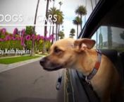Dogs in cars doing what they love to do...in California.nn