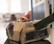 The Whitehouse editors present you with a fine specimen of Friday Films – watch what happens when cats commandeer tanks. Watch and learn and prepare for the Catocalypse. Thank you, James Dierx, for your direction in documenting these trying times.