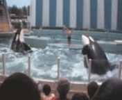 Archival footage shot by an amateur filmmaker while visiting Miami, probably in 1979 nnIt contains stock footage of Miami Seaquarium, an oceanarium on the island of Virginia Key in Biscayne Bay: views from the car window while arriving to the site, Miami Seaquarium sign, the dolphins show, the killer whales show (both Lolita and Hugo; unfortunately, Hugo died in 1980), the seal show, and more.nnPlease, comment if you recognize more subjects. nnIf you want to watch this video without the watermar