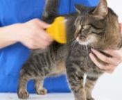 BUFFER® 10 cm Kedi Köpek Tarağı Fırçası Tüy Alıcı Toplayıcı Tarak Fırça from kedi